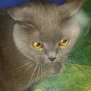 Подробнее об объявлении «Лобня Найден кот» Фото: найдена кошка Британская короткошерстная «Лобня Найден кот» в г. Лобня