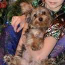 Подробнее об объявлении «Найдена собака кобель Нижний Новгород» Фото: найдена собака Йоркширский терьер «Найдена собака кобель Нижний Новгород» в г. Нижний Новгород