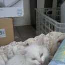 Подробнее об объявлении «Найдена кошка Магнитогорск» Фото: найдена кошка  «Найдена кошка Магнитогорск» в г. Магнитогорск