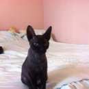 Подробнее об объявлении «Найдена кошка Ханты-Мансийск» Фото: найдена кошка  «Найдена кошка Ханты-Мансийск» в г. Ханты-Мансийск