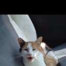 Подробнее об объявлении «Адлер Пропала кошка вознаграждение нашедшему» Фото: пропала кошка  «Адлер Пропала кошка вознаграждение нашедшему» в г. Адлер