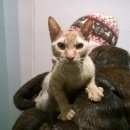 Подробнее об объявлении «Найден кот корниш рекс или донской сфинкс Троицк» Фото: найдена кошка Сфинкс «Найден кот корниш рекс или донской сфинкс Троицк» в г. Троицк