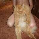 Подробнее об объявлении «Найдена кошка Санкт-Петербург» Фото: найдена кошка Персидская «Найдена кошка Санкт-Петербург» в г. Санкт-Петербург