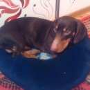 Подробнее об объявлении «Энгельс Найдена собака кобель» Фото: найдена собака Такса «Энгельс Найдена собака кобель» в г. Энгельс