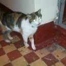 Подробнее об объявлении «Найдена кошка Москва» Фото: найдена кошка  «Найдена кошка Москва» в г. Москва