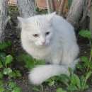 Подробнее об объявлении «Лобня Найдена кошка» Фото: найдена кошка  «Лобня Найдена кошка» в г. Лобня