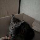 Подробнее об объявлении «Найден кот ухоженный котенок Москва» Фото: найдена кошка  «Найден кот ухоженный котенок Москва» в г. Москва