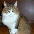Подробнее об объявлении «Липецк Найдена кошка ищет хозяина» Фото: найдена кошка  «Липецк Найдена кошка ищет хозяина» в г. Липецк