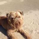 Подробнее об объявлении «Пропала собака кобель Новосибирск» Фото: пропала собака Брюссельский гриффон «Пропала собака кобель Новосибирск» в г. Новосибирск