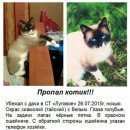 Подробнее об объявлении «Ульяновск Пропал кот» Фото: пропала кошка Тайская «Ульяновск Пропал кот» в г. Ульяновск