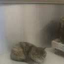 Подробнее об объявлении «Найден кот с шараповки Мытищи» Фото: найдена кошка  «Найден кот с шараповки Мытищи» в г. Мытищи