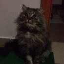 Подробнее об объявлении «Найдена кошка Ханты-Мансийск» Фото: найдена кошка  «Найдена кошка Ханты-Мансийск» в г. Ханты-Мансийск
