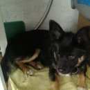 Подробнее об объявлении «Пропала собака кобель Адлер» Фото: пропала собака  «Пропала собака кобель Адлер» в г. Адлер