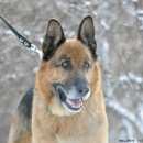 Подробнее об объявлении «Найдена собака кобель овчарка дер. яковлевская Орехово-Зуево» Фото: найдена собака Немецкая овчарка «Найдена собака кобель овчарка дер. яковлевская...» в г. Орехово-Зуево