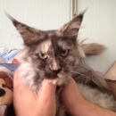 Подробнее об объявлении «Найдена кошка мейн-кун Дзержинский» Фото: найдена кошка Мейн-кун «Найдена кошка мейн-кун Дзержинский» в г. Дзержинский