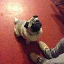 Подробнее об объявлении «Загорянский Найдена собака кобель» Фото: найдена собака  «Загорянский Найдена собака кобель» в г. Загорянский