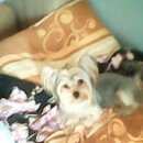 Подробнее об объявлении «Пропала собака самая лудьшая подруга Санкт-Петербург» Фото: пропала собака Йоркширский терьер «Пропала собака самая лудьшая подруга...» в г. Санкт-Петербург