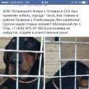 Подробнее об объявлении «Ярославль Найдена собака кобель пес- такса» Фото: найдена собака Такса «Ярославль Найдена собака кобель пес- такса» в г. Ярославль