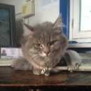 Подробнее об объявлении «Найдена кошка Ханты-Мансийск» Фото: найдена кошка  «Найдена кошка Ханты-Мансийск» в г. Ханты-Мансийск