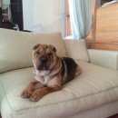 Подробнее об объявлении «Пропала собака Самара» Фото: пропала собака Шар-пей «Пропала собака Самара» в г. Самара