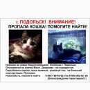 Подробнее об объявлении «Пропала кошка Подольск» Фото: пропала кошка  «Пропала кошка Подольск» в г. Подольск