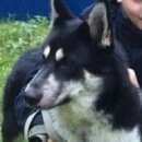 Подробнее об объявлении «Пропала собака восточно сибирская лайка Можайск» Фото: пропала собака  «Пропала собака восточно сибирская лайка Можайск» в г. Можайск