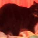 Подробнее об объявлении «Тверь Пропала кошка» Фото: пропала кошка  «Тверь Пропала кошка» в г. Тверь