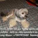 Подробнее об объявлении «Пропала собака кобель Санкт-Петербург» Фото: пропала собака Китайская хохлатая собака «Пропала собака кобель Санкт-Петербург» в г. Санкт-Петербург