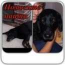 Подробнее об объявлении «Пропала собака кобель метис спаниеля Королев» Фото: пропала собака  «Пропала собака кобель метис спаниеля Королев» в г. Королев