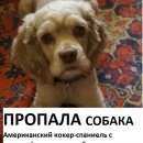 Подробнее об объявлении «Москва Пропала собака» Фото: пропала собака Американский кокер-спаниель «Москва Пропала собака» в г. Москва