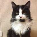 Подробнее об объявлении «Пропал кот помогите найти Оренбург» Фото: пропала кошка  «Пропал кот помогите найти Оренбург» в г. Оренбург