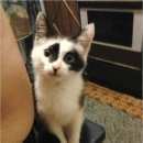 Подробнее об объявлении «Тверь Пропал кот» Фото: пропала кошка  «Тверь Пропал кот» в г. Тверь