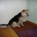 Подробнее об объявлении «Найдена собака кобель Нижний Новгород» Фото: найдена собака  «Найдена собака кобель Нижний Новгород» в г. Нижний Новгород