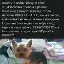 Подробнее об объявлении «Пропала собака кобель йорк Красногорск» Фото: пропала собака Йоркширский терьер «Пропала собака кобель йорк Красногорск» в г. Красногорск
