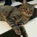 Подробнее об объявлении «Найден кот Щербинка» Фото: найдена кошка  «Найден кот Щербинка» в г. Щербинка