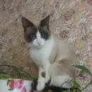 Подробнее об объявлении «Пропал кот Чехов» Фото: пропала кошка Сиамская «Пропал кот Чехов» в г. Чехов