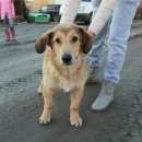 Подробнее об объявлении «Найден кот Ханты-Мансийск» Фото: найдена кошка  «Найден кот Ханты-Мансийск» в г. Ханты-Мансийск