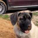 Подробнее об объявлении «Подольск Пропала собака» Фото: пропала собака Бурбуль южноафриканский «Подольск Пропала собака» в г. Подольск