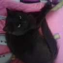 Подробнее об объявлении «Найден кот Павловск (Ленинградская обл.)» Фото: найдена кошка  «Найден кот Павловск (Ленинградская обл.)» в г. Павловск (Ленинградская обл.)