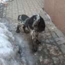 Подробнее об объявлении «Найдена собака кобель кокер Череповец» Фото: найдена собака  «Найдена собака кобель кокер Череповец» в г. Череповец