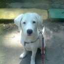 Подробнее об объявлении «Пропала собака помогите найти Нижний Новгород» Фото: пропала собака  «Пропала собака помогите найти Нижний Новгород» в г. Нижний Новгород