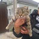 Подробнее об объявлении «Липецк Найден кот» Фото: найдена кошка  «Липецк Найден кот» в г. Липецк