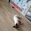 Подробнее об объявлении «Пропала собака в таврическом парке. Санкт-Петербург» Фото: пропала собака Джек рассел терьер «Пропала собака в таврическом парке....» в г. Санкт-Петербург