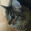 Подробнее об объявлении «Пропал кот-мальчик Реутов» Фото: пропала кошка  «Пропал кот-мальчик Реутов» в г. Реутов