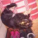 Подробнее об объявлении «Новокузнецк Найдена собака девочка, похожа на пикинеса» Фото: найдена собака Пекинес «Новокузнецк Найдена собака девочка, похожа на...» в г. Новокузнецк