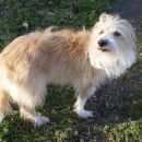 Подробнее об объявлении «Санкт-Петербург Пропала собака» Фото: пропала собака  «Санкт-Петербург Пропала собака» в г. Санкт-Петербург