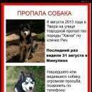 Подробнее об объявлении «Тверь Пропала собака кобель» Фото: пропала собака Сибирская хаски «Тверь Пропала собака кобель» в г. Тверь