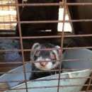 Подробнее об объявлении «Пятигорск Найдено домашнее животное обращение к зоозащитникам» Фото: найдено другое животное  «Пятигорск Найдено домашнее животное обращение к...» в г. Пятигорск