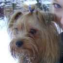 Подробнее об объявлении «Пропала собака кобель Электроугли» Фото: пропала собака Йоркширский терьер «Пропала собака кобель Электроугли» в г. Электроугли