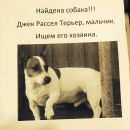 Подробнее об объявлении «Раменское Найдена собака кобель собака кабель порода джек рассел терьер» Фото: найдена собака Джек рассел терьер «Раменское Найдена собака кобель собака кабель...» в г. Раменское